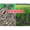 丽江天门冬种苗-大天冬苗哪有_云南天冬种子基地