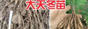大天冬栽培方法#天冬病虫害防治—求购天门冬苗