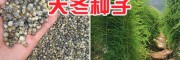 天冬种子如何育苗&天冬新鲜种子批发
