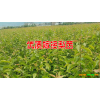 圣母香桃苗-云南香桃苗批发-昭通桃李苗基地