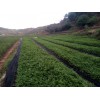 云南昭通青花椒苗供应、昭通花椒苗、云南花椒苗、大红袍