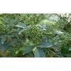 昭通花椒苗诚信买卖+欢迎实地参观