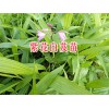 紫花三叉白芨种苗—丽江三叉白芨苗_云南白芨苗产地