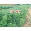 丽江天门冬种植合作社-永胜天冬苗批发