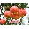 软籽石榴批发-永胜软籽石榴种植_丽江软子石榴产地