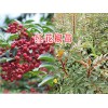 云南红花椒苗-丽江青花椒苗销售
