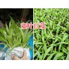 宽叶大白芨批发-紫花白芨苗报价_云南白芨苗产地
