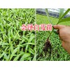 云南宽叶白芨苗-曲靖白芨直播苗供应-15924791418