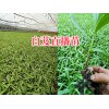 曲靖白芨直播苗技术服务-紫花宽叶白芨苗批发_云南白芨苗