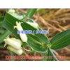 黄精专用除草剂_黄精除草用什么除草剂？