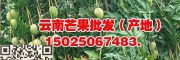 云南台农1号/鹰嘴芒果、金煌芒果批发—15184878523