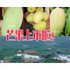 今日芒果价格是多少?_云南芒果价格怎么样?