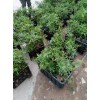 大关花椒苗基地_鲁甸青花椒苗出售-云南青花椒小苗
