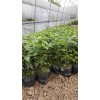 镇雄花椒苗基地_镇雄青花椒苗出售-云南青花椒小苗