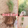 红豆杉树苗_红豆杉苗图片大全