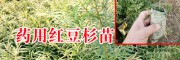 红豆杉苗_药用红豆杉袋苗多少钱?