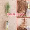 红豆杉种苗多少钱?_2018药用红豆杉袋苗价格网