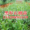 哪里有正宗黑籽甜石榴树苗_黑籽甜石榴树苗