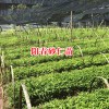 春砂仁佳种植时间是什么时候?