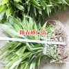 阳春砂仁苗哪里卖、阳春砂仁苗多少一株？