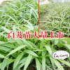 2019白芨苗价格* 白芨小苗价格