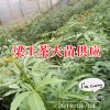 梁王茶有哪些药用价值?_梁王茶种子种殖