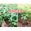 云南昆明板栗苗-大红袍花椒苗、桃苗供应