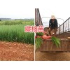 昆明柏树苗：藏柏苗-洒金柏苗批发/圣诞树苗、水冬瓜苗供应
