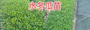 昆明安宁绿化苗木：圣诞树苗、水冬瓜苗、柏树苗销售