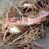 重楼根茎种植技术方法与事项？