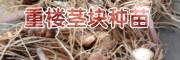 重楼一亩地能赚多少钱?重楼种植成本及利润分析表