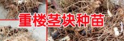 重楼种苗哪里有卖_重楼种苗上哪里卖?