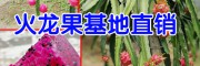 火龙果种植技术_火龙果种植方法