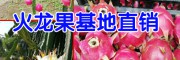 红心火龙果价格_红心火龙果适合种植条件