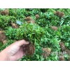 马关县哪里有花椒苗