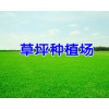 草坪多少钱一平方?_云南草皮（坪）供应网