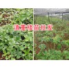 滇重楼产地-家种重楼苗/云南富源重楼苗批发