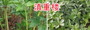 滇重楼行情趋势如何？重楼苗种植条件-供应云南重楼苗
