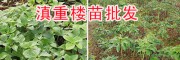七叶一枝花种苗价格-云南滇重楼苗产地价格表