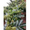 鹤庆县哪里有花椒苗