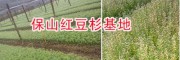 紫杉醇含量高的红豆杉苗—腾冲药用红豆杉苗供应信息