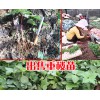 重楼苗一株多少钱?TEL:15368019640，