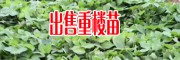 重楼苗一株是多少?+滇重楼种苗基地 ？