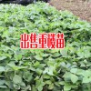 三亚云南印度辣木籽报价中心