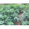 东川区哪里有青花椒&花椒苗销售-13887043679