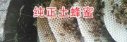丽江纯天然蜂蜜-新蜂蜜开割