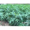 宣威市哪里有青花椒&花椒苗销售-13887043679