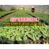 朝天椒苗@可以签定产品回收合同