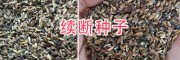 哪有续断种子卖？续断种子育苗方法_大理续断种子销售