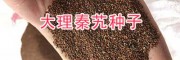秦艽苗移栽时间_云南秦艽种子销售